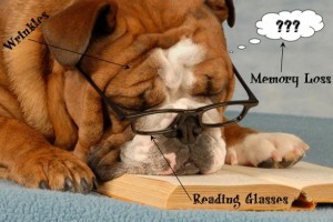 wrinkly dog with reading glasses