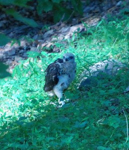 hawk chick in yard