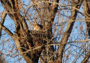 hawk nest with hawk