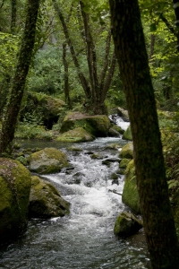 quiet stream in the woods