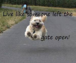 Dog running: Live like someone left the gate open