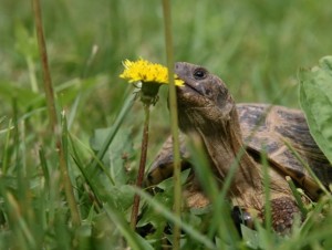 dandelion w tortoise