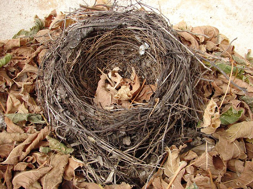 Do I Like My Empty Nest?