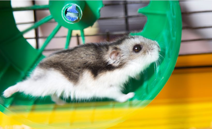 Hamster running in a hamster wheel